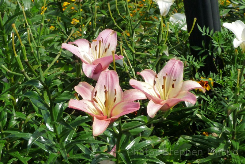 Bennas2010-1030315.jpg - Beautiful Lillies